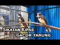 Download Lagu Suara Sikatan Kipas Tarung Cocok Untuk Masteran/Pancingan Burung Bahan Anda