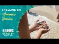 Gulf Shores Orange Beach Shelling What to Expect Shelling in Gulf Shores Orange Beach