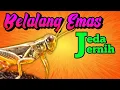 Download Lagu MASTERAN BELALANG EMAS || JERNIH SUARA JEDA