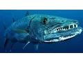 Download Lagu Facts: The Great Barracuda