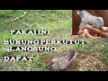 Download Lagu perangkap burung perkutut yang mudah