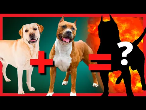 Download MP3 TOP misturas de Labrador com diversas raças de cães  [husky, Pitbull, Boxer, pastor Alemão]