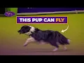 Is This The Fastest Dog Of All-Time