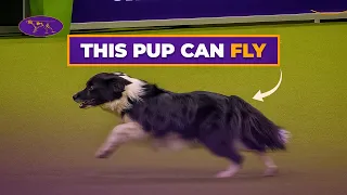 Is This The Fastest Dog Of All-Time