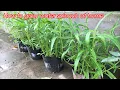Download Lagu How to grow water spinach in pots from seeds harvested after 35 days