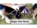 Image Gets Stuck