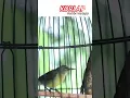 Download Lagu Korlap / prigantil . #fypシ゚ #fypage #fypyoutube #shortvideo #shortsfeed