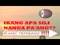 Download Lagu IKANG APA SILI NANGA PA'ANG?
