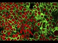 Experimental UT cancer drug tricks immune system into attacking tumors like a virus