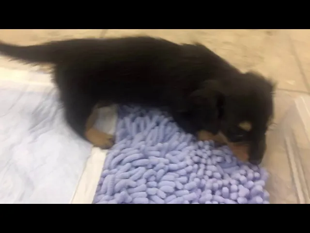 動画
