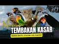 Download Lagu Masteran Tembakan Kasar Untuk Burung Murai Batu ,Cucak Ijo ,Kacer