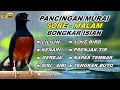 Download Lagu 🔴 LIVE - pancingan MURAI BATU GACOR Pagi Hari  bongkar isian Cililin - Kenari gacor