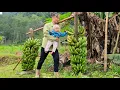 Harvest 60kg of bananas to sell to the baby, How to preserve pickled bamboo shoots | Tương Thị Mai