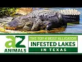 Discover The Top 4 Most Alligator Infested Lakes In Texas