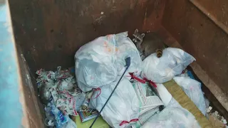 Raccoons Follow Commands!!!