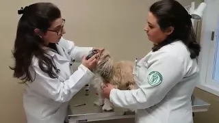 Aferição da glicemia e aplicação de insulina