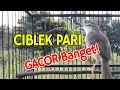 Download Lagu Ciblek Pari Gacor Di Sawah PLONG BANGET Durasi Panjang untuk Isian Murai Batu