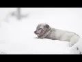 Relaxing Beautiful Music, Peaceful Instrumental Music in video in 4k, "Canadian Rockys" by Tim Janis