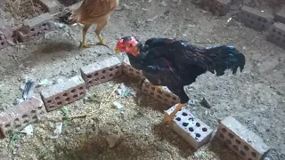 اغلى ديك فى مصر 