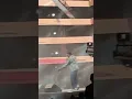 كيفي كده - ويجز من حفلة المنارة و رقصه في اخر الاغنية - keify keda