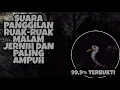 Download Lagu Suara pikat ruak ruak malam hari di jamin josss