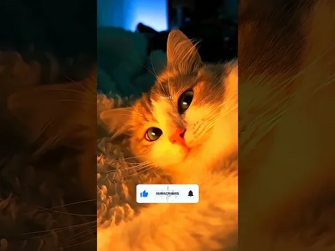 ¡Se cree Mufasa! 😱#Catsoftiktok #CatLovers #cat #cute #FunnyCats #catcartoon #fyp