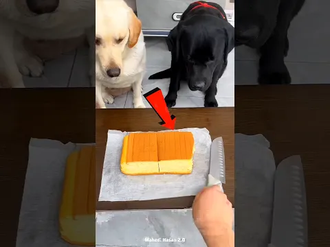 This Dog Refused Food to Help His Friend 🥹🐶 | Amazing Dog Friendship #Shorts
