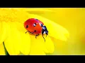 2 HOURS ULTIMATE SPRING BUGS INSECTS STRESS RELIEF CLASSICAL MUSIC FOR CALMING AMBIENCE AND STUDY