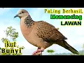 Download Lagu Tekukur Gacor Suara Besar MANGGUNG Memanggil Lawan