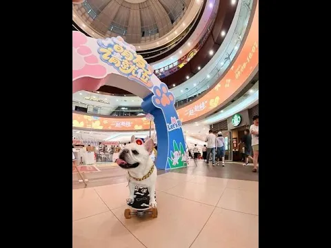 Qiuqiu participates in Hunan TV talent show, Wuhan champion 🥳 #CutePets #SkateboardDog #Bulldog