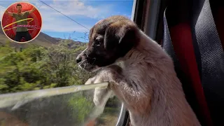 STREET puppy becomes TRAVEL dog