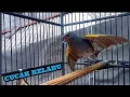 Lagu CUCAK KELABU BURUNG YANG JARANG ORANG TAU ❗ KICAUAN MERDU