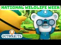 Lagu ​@Octonauts - National Wildlife Week One Hour Special! 🦎🐊 | Underwater Sea Education