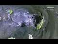 What critters live in Houston s bayous
