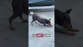 Daily life with a Doberman.. #fyp #dream #doberman #pets #youtube