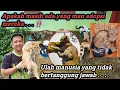 Lagu Begini keadaan si oyen sekarang setelah direscue‼️
