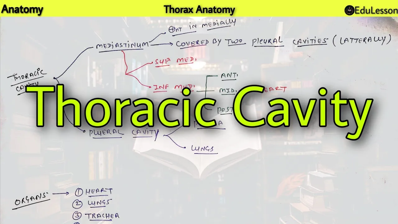 Thoracic Cavity - Mediastinum, Pleura, Lungs || Thoracic Anatomy