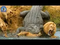 Download Lagu Crocodilos do rio Nilo selvagem – A disputa brutal pela sobrevivência #animaisselvagens