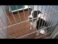 02 17 2015 adoption dogs 001