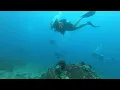 Best Day Of My Life - Aloha Scuba Diving Vlog