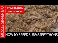 BURMESE PYTHONS BREEDING SECRETS with TOM REAGAN