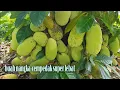Ini Pohon Nangka Cempedak Berbuah Super Lebat - Persilangan nangka dan cempedak