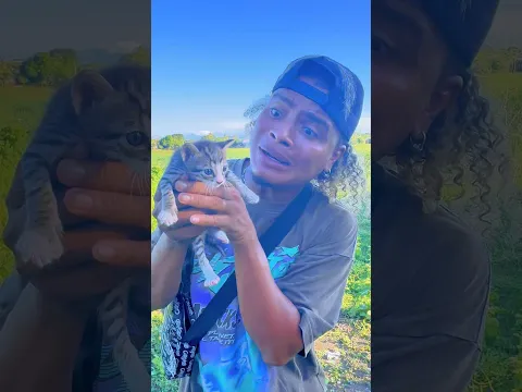Gatito quiere un hogar