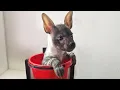Download Lagu This Rescued Hyena Pup Thinks He’s One of the Dogs Now