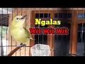 Download Lagu De Pleci Ngalas Wit Wit Wit hengel is eenvoudig na te maken MP3