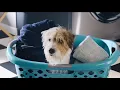 Downy Unstoppables Sniff It To Believe It