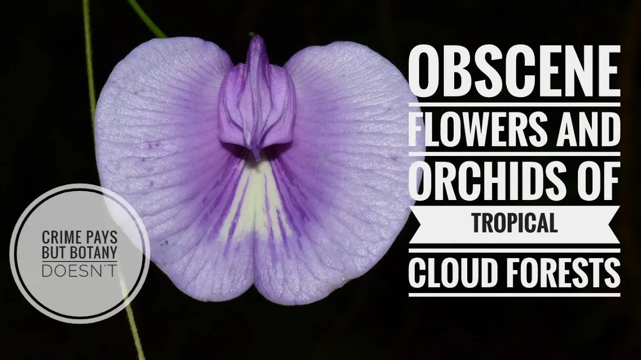 Orchids, Ferns, & El Cachote Cloud Forest