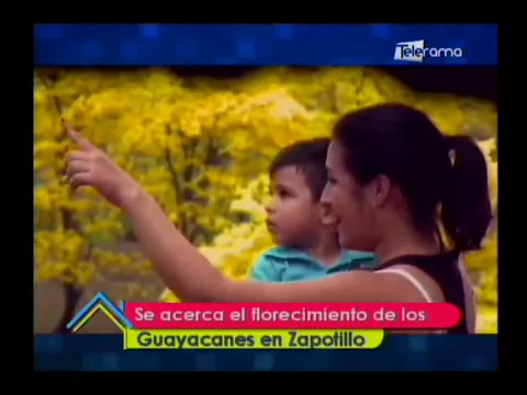 Se acerca el florecimiento de los Guayacanes en Zapotillo