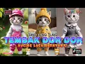 Download Lagu TEMBAK DOR DOR \u0026 TANG TING TUNG VERSI KUCING DAN KAWAN KAWAN TERBARU
