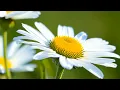 Download Lagu Whispered Echoes - Piano Relaxing